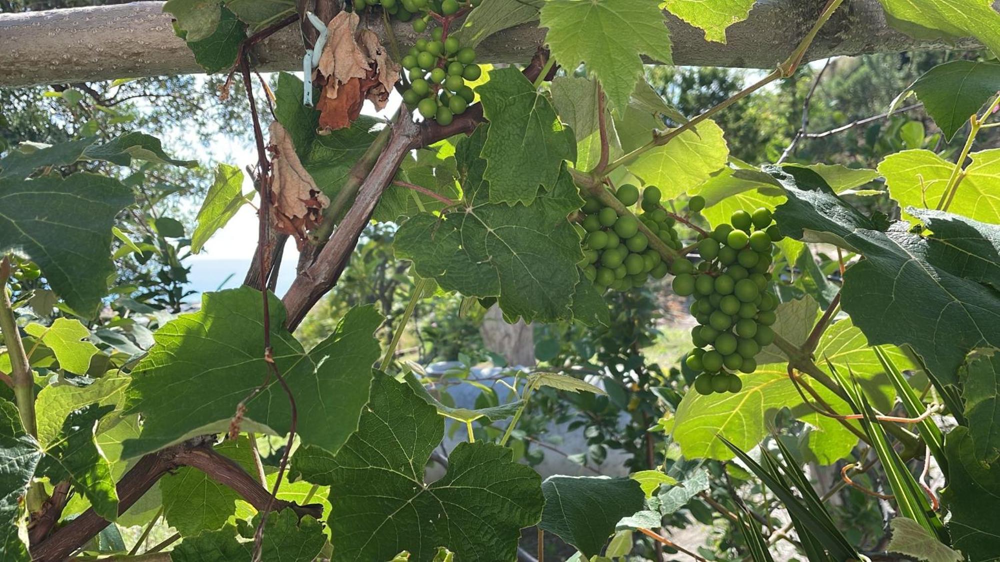 Hotel Ristorante Santa Maria Амантеа Екстериор снимка